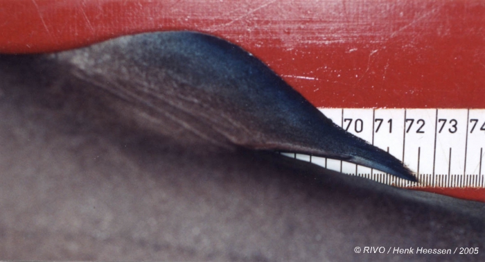 Somniosus rostratus (Risso, 1827) Somniosus rostratus (Risso, 1827)