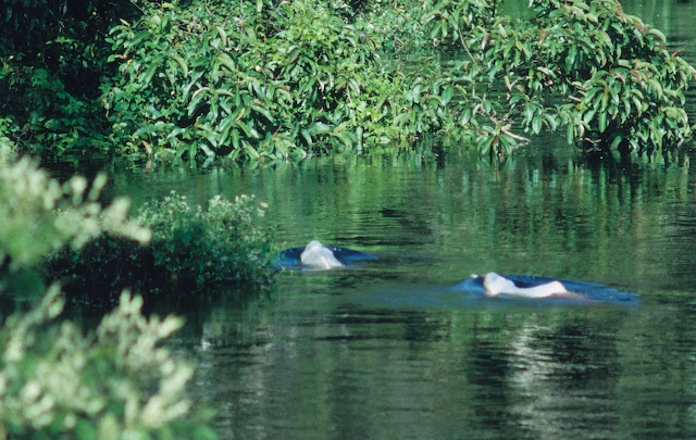 Amazon river dolphins (Inia geoffrensis)