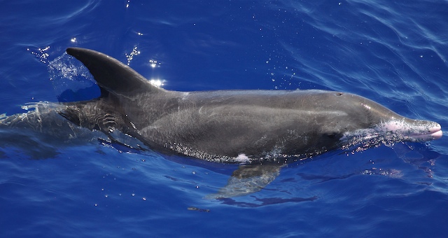 Rough-toothed dolphin (Steno bredanensis) 