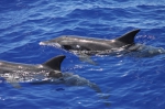 Rough-toothed dolphins (Steno bredanensis) 