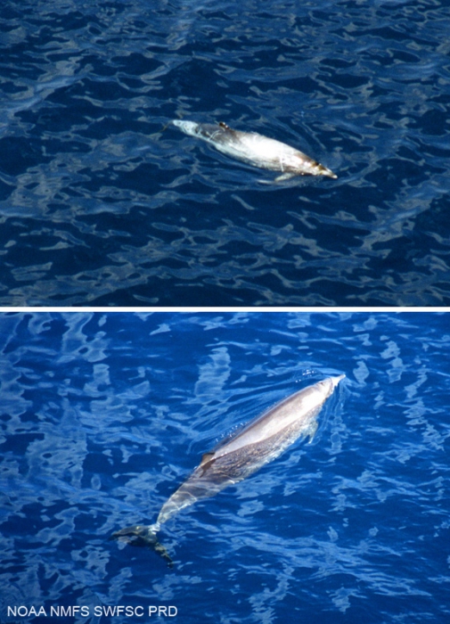 Pygmy beaked whale (Mesoplodon peruvianus) Pygmy beaked whale (Mesoplodon peruvianus)