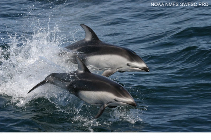 Pacific white-sided dolphins (Lagenorhynchus obliquidens) Pacific white-sided dolphins (Lagenorhynchus obliquidens)
