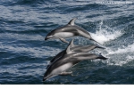 Pacific white-sided dolphins (Lagenorhynchus obliquidens)