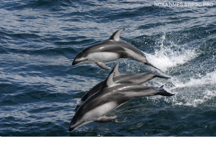 Pacific white-sided dolphins (Lagenorhynchus obliquidens) Pacific white-sided dolphins (Lagenorhynchus obliquidens)