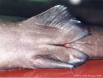 Squaliformes