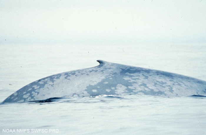 Blue whale (Balaenoptera musculus)