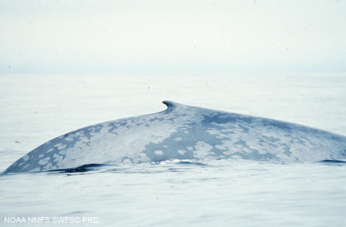 Blue whale (Balaenoptera musculus) Blue whale (Balaenoptera musculus)