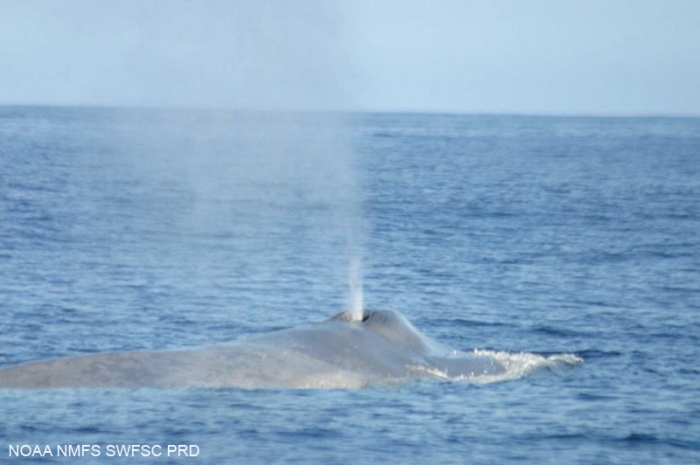 Blue whale (Balaenoptera musculus)