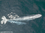 Blue whales (Balaenoptera musculus)