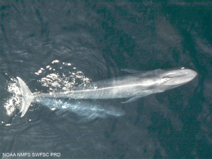 Blue whales (Balaenoptera musculus) Blue whales (Balaenoptera musculus)