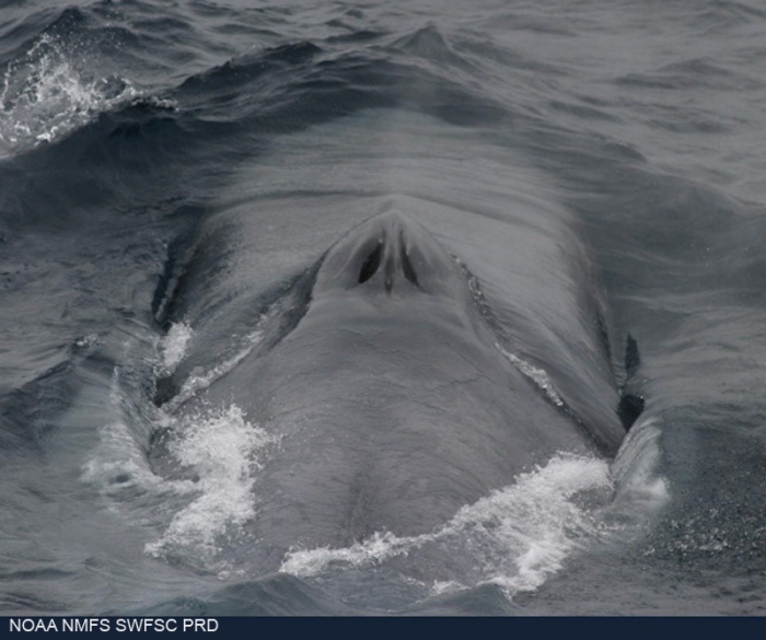 Blue whale (Balaenoptera musculus) Blue whale (Balaenoptera musculus)