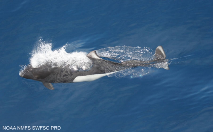 Dall's porpoise (Phocoenoides dalli) Dall's porpoise (Phocoenoides dalli)