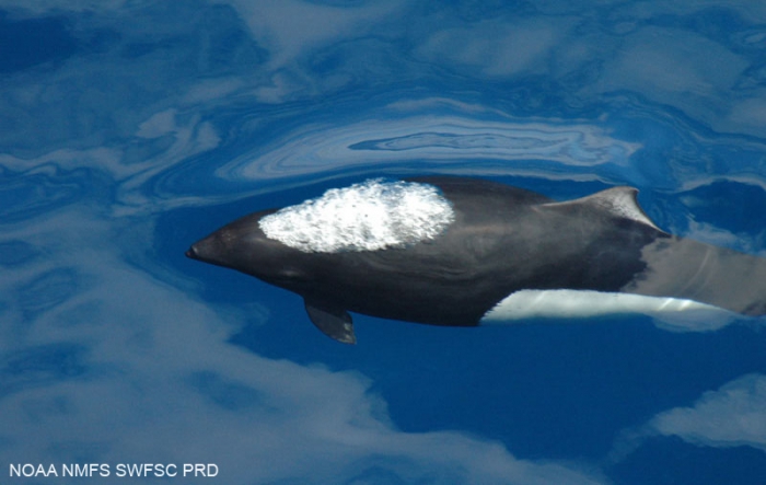 Dall's porpoise (Phocoenoides dalli) Dall's porpoise (Phocoenoides dalli)