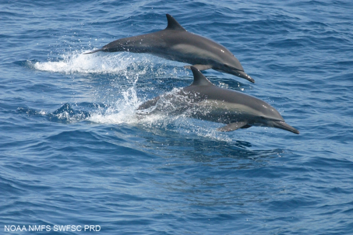 Long-beaked common dolphin (Delphinus capensis) Long-beaked common dolphin (Delphinus capensis)