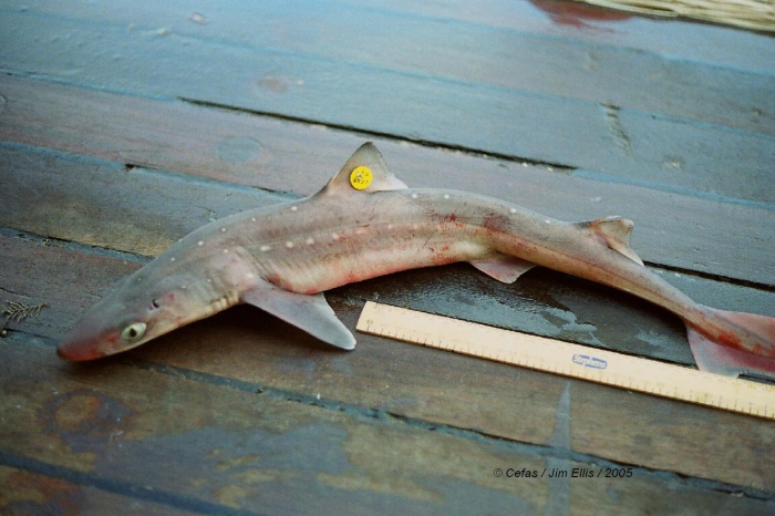 Squalus acanthias Linnaeus, 1758 Squalus acanthias Linnaeus, 1758