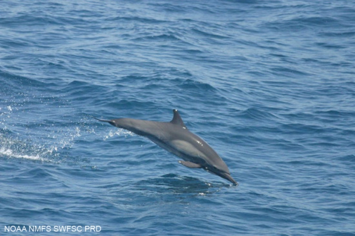 Long-beaked common dolphin (Delphinus capensis) Long-beaked common dolphin (Delphinus capensis)