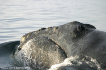 North Pacific right whale (Eubalaena japonica</I>)