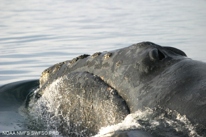 North Pacific right whale (Eubalaena japonica)