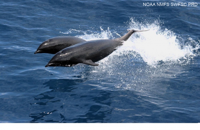 Northern right whale dolphin (Lissodelphis borealis) Northern right whale dolphin (Lissodelphis borealis)
