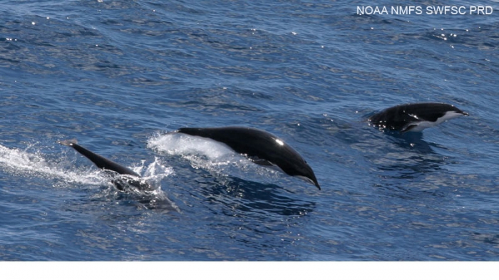 Northern right whale dolphins (Lissodelphis borealis)