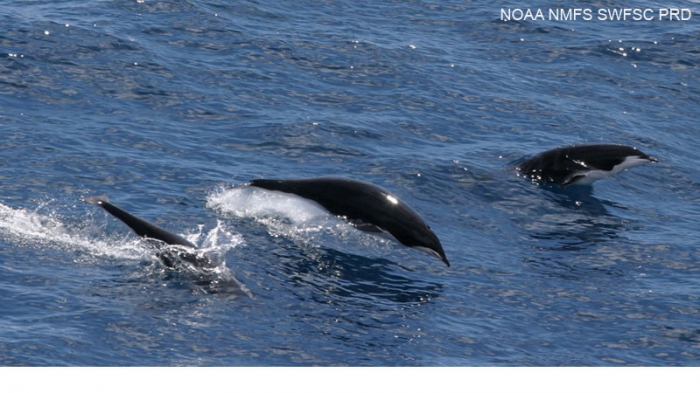 Northern right whale dolphins (Lissodelphis borealis) Northern right whale dolphins (Lissodelphis borealis)