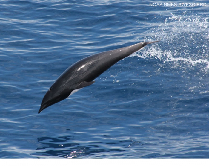 Northern right whale dolphin (Lissodelphis borealis) Northern right whale dolphin (Lissodelphis borealis)