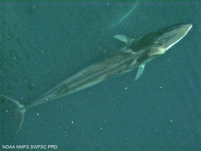 Fin whale (Balaenoptera physalus) Fin whale (Balaenoptera physalus)