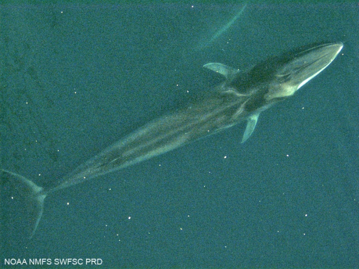 Fin whale (Balaenoptera physalus)