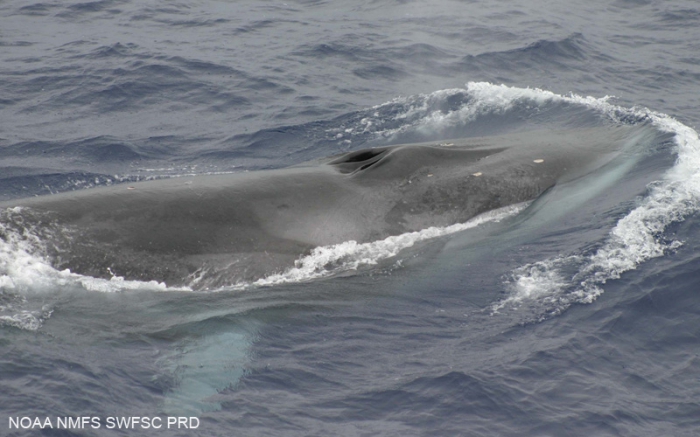 Fin whale (Balaenoptera physalus) Fin whale (Balaenoptera physalus)