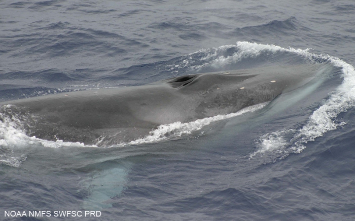 Fin whale (Balaenoptera physalus)