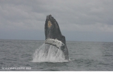 Humpback whale (Megaptera novaeangliae), author: NOAA NMFS SWFSC PRD