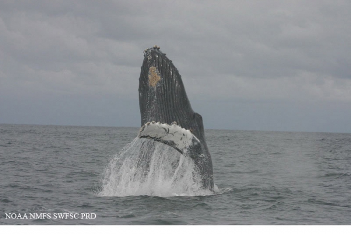 Humpback whale (Megaptera novaeangliae) Humpback whale (Megaptera novaeangliae)