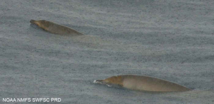 Pygmy beaked whale (Mesoplodon peruvianus) Pygmy beaked whale (Mesoplodon peruvianus)