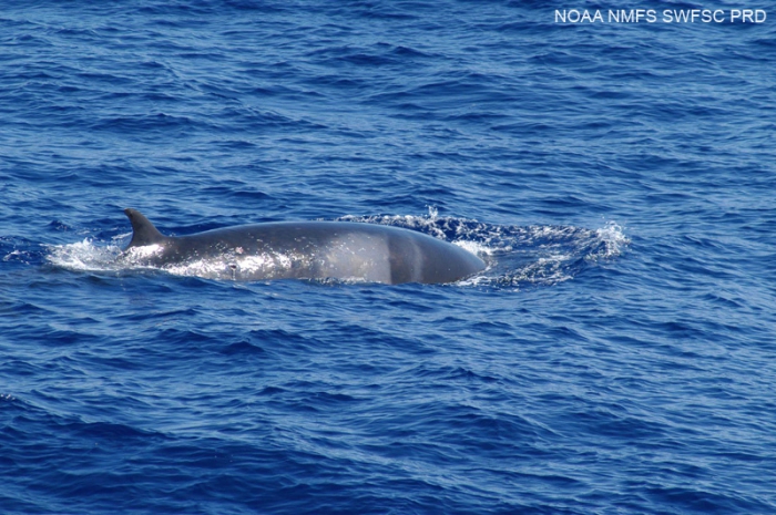 Common minke whale (Balaenoptera acutorostrata) Common minke whale (Balaenoptera acutorostrata)