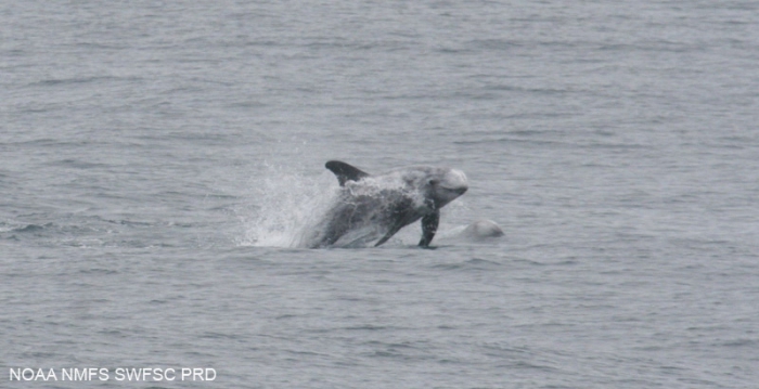 Risso's dolphin (Grampus griseus) Risso's dolphin (Grampus griseus)