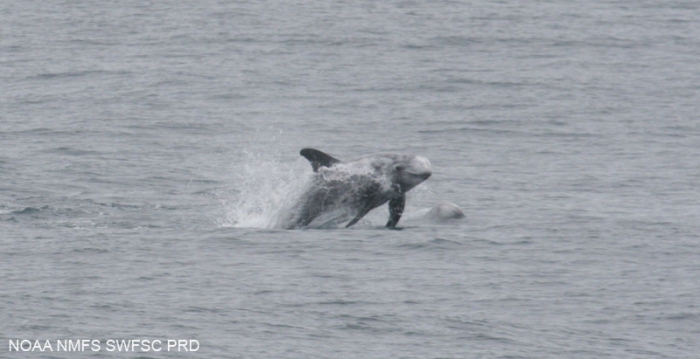 Risso's dolphin  (Grampus griseus)