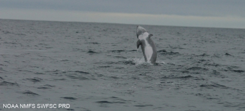 Risso's dolphin  (Grampus griseus)