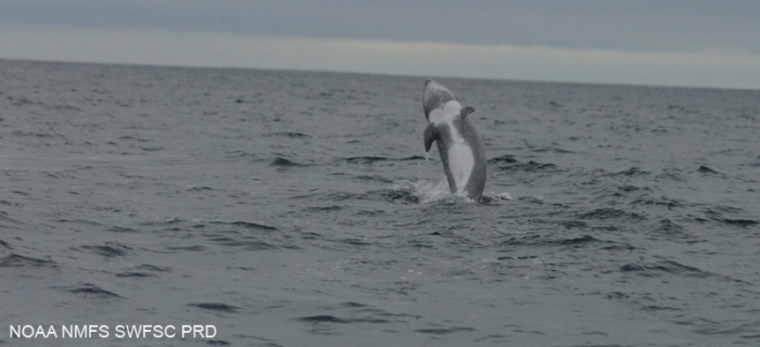 Risso's dolphin (Grampus griseus) Risso's dolphin (Grampus griseus)