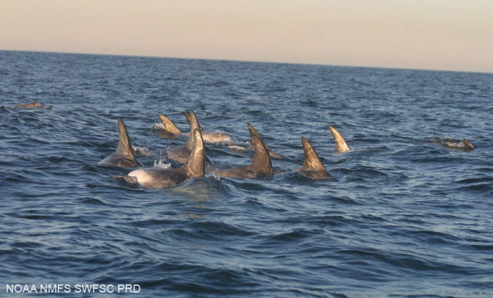 Risso's dolphin (Grampus griseus) Risso's dolphin (Grampus griseus)