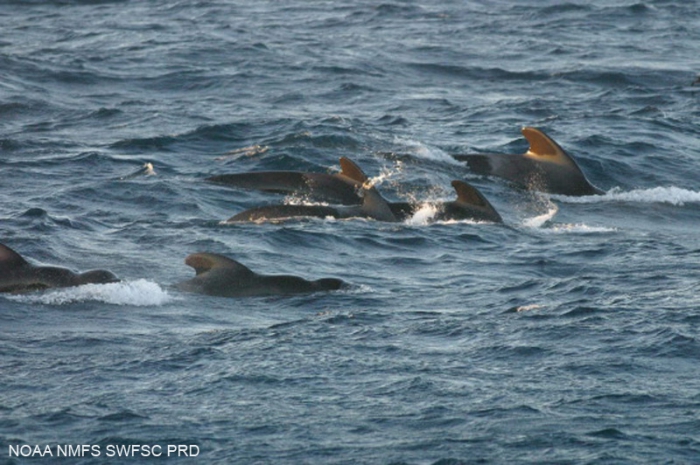 Short-finned pilot whale (Globicephala macrorhynchus) Short-finned pilot whale (Globicephala macrorhynchus)