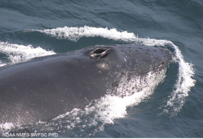 Humpback whale (Megaptera novaeangliae) Humpback whale (Megaptera novaeangliae)