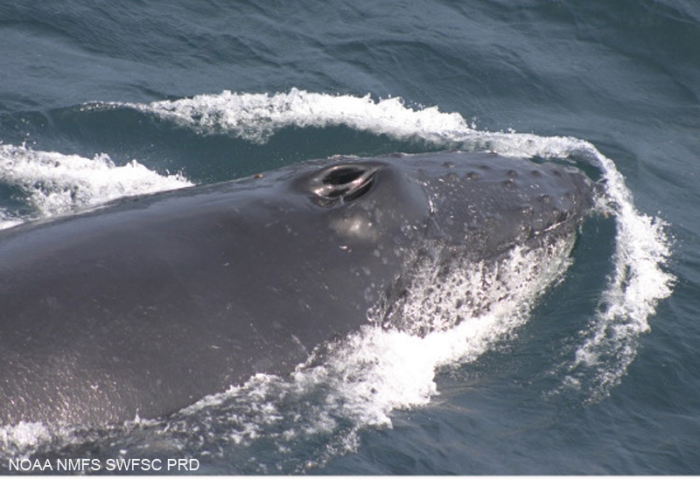 Humpback whale (Megaptera novaeangliae)