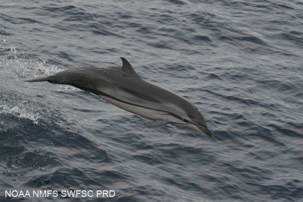 Striped dolphin (Stenella coeruleoalba) in the eastern tropical Pacific Striped dolphin (Stenella coeruleoalba) in the eastern tropical Pacific