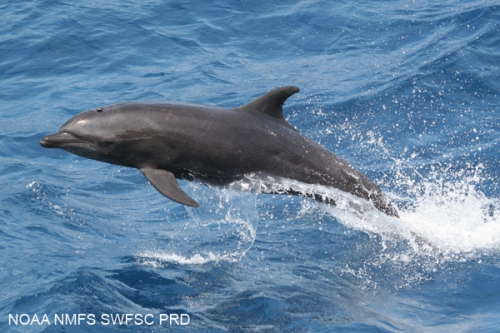 Common bottlenose dolphin (Tursiops truncatus)