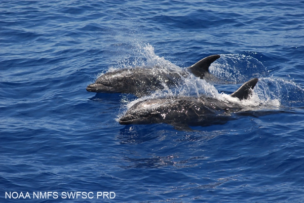 Common bottlenose dolphins (Tursiops truncatus) Common bottlenose dolphins (Tursiops truncatus)
