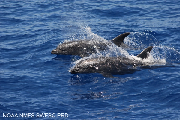 Common bottlenose dolphins (Tursiops truncatus)