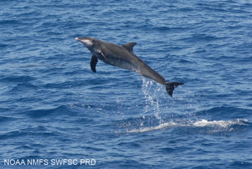 Rough-toothed dolphin (Steno bredanensis) 