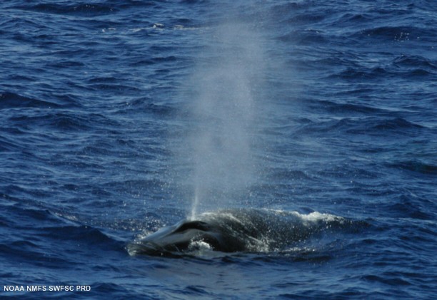 Sei whale (Balaenoptera borealis)