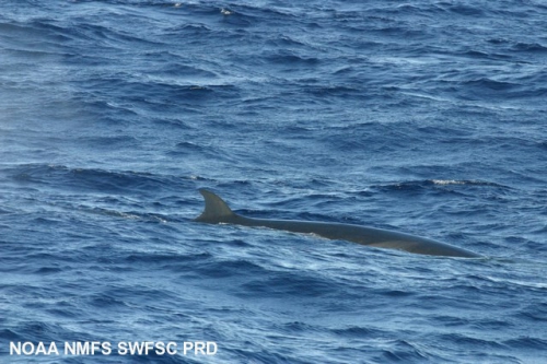 Sei whale (Balaenoptera borealis)