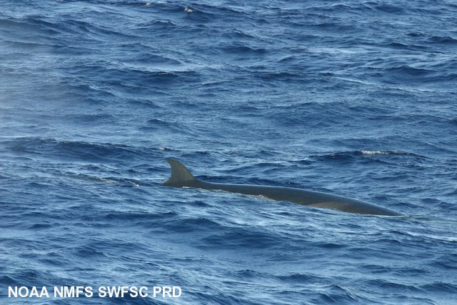 Sei whale (Balaenoptera borealis) Sei whale (Balaenoptera borealis)